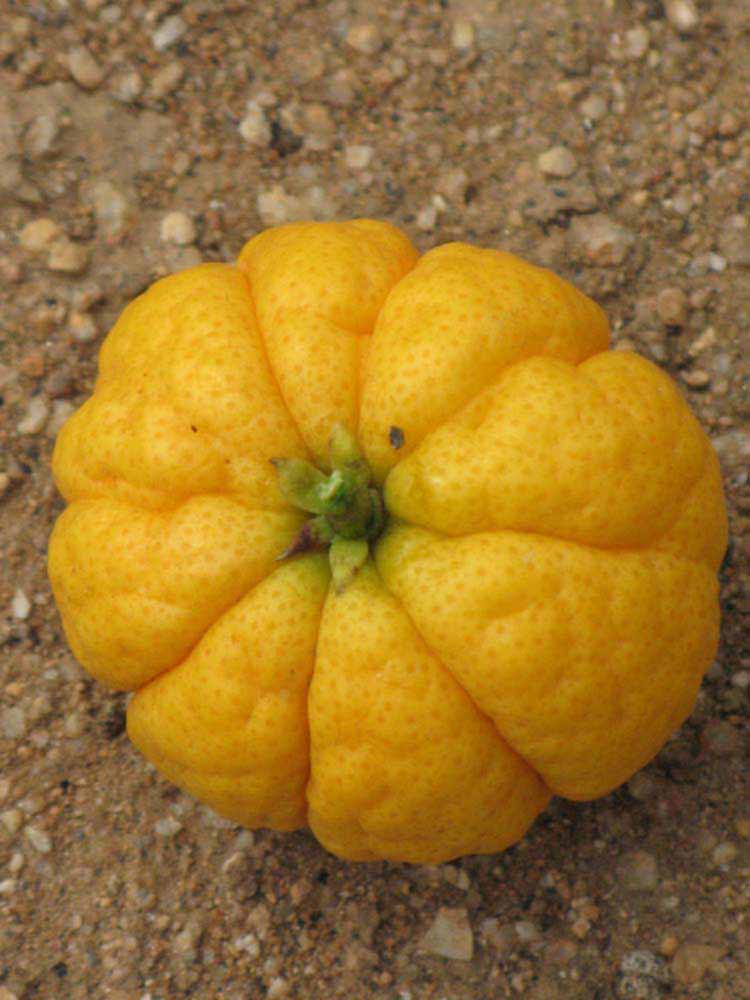            Fruit (Riverside, CA)   